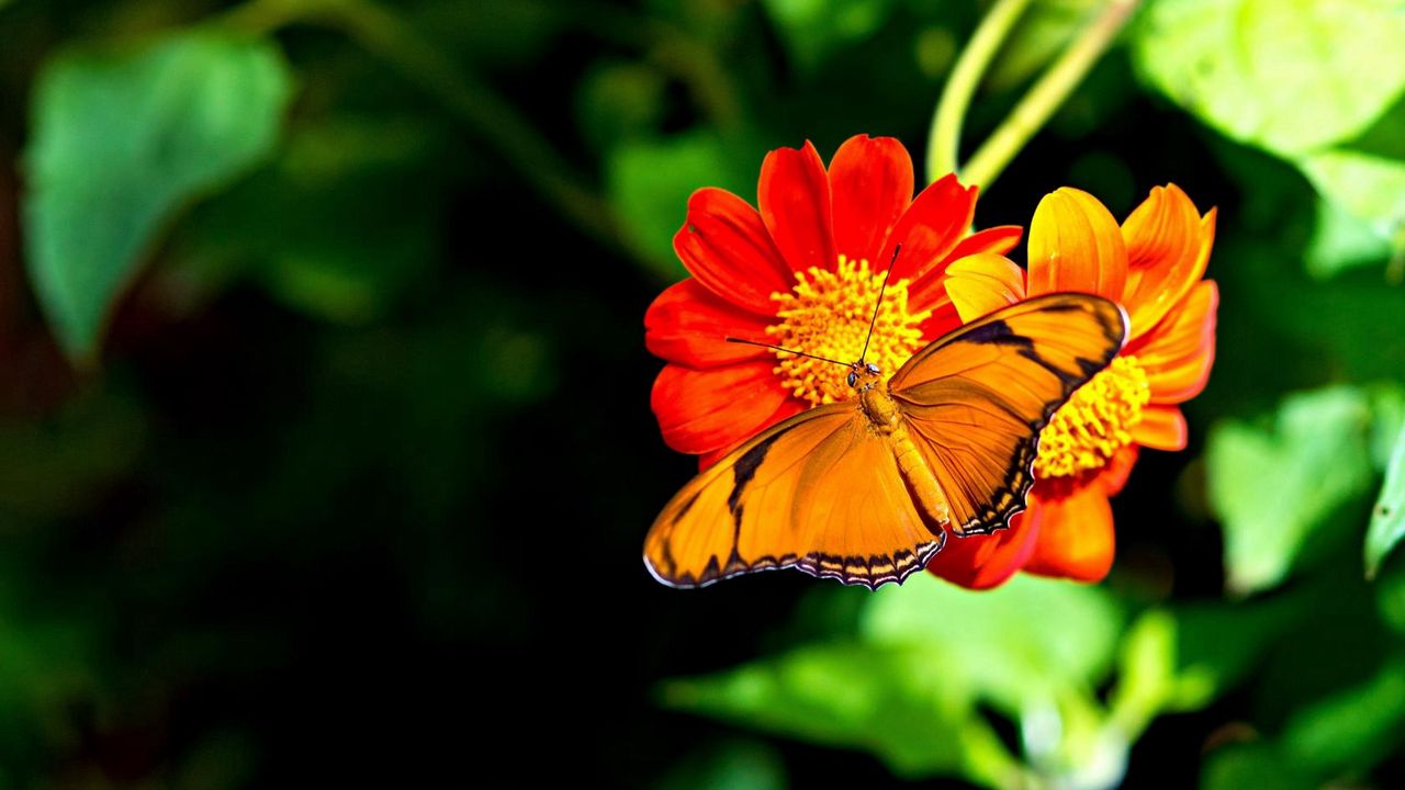 Обои бабочка, цветок, яркий