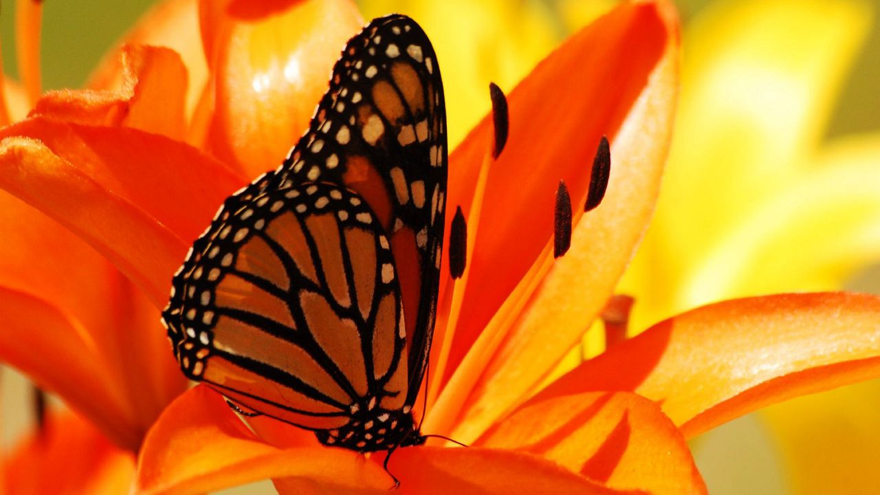 Обои бабочка, цветок, изнутри, тень