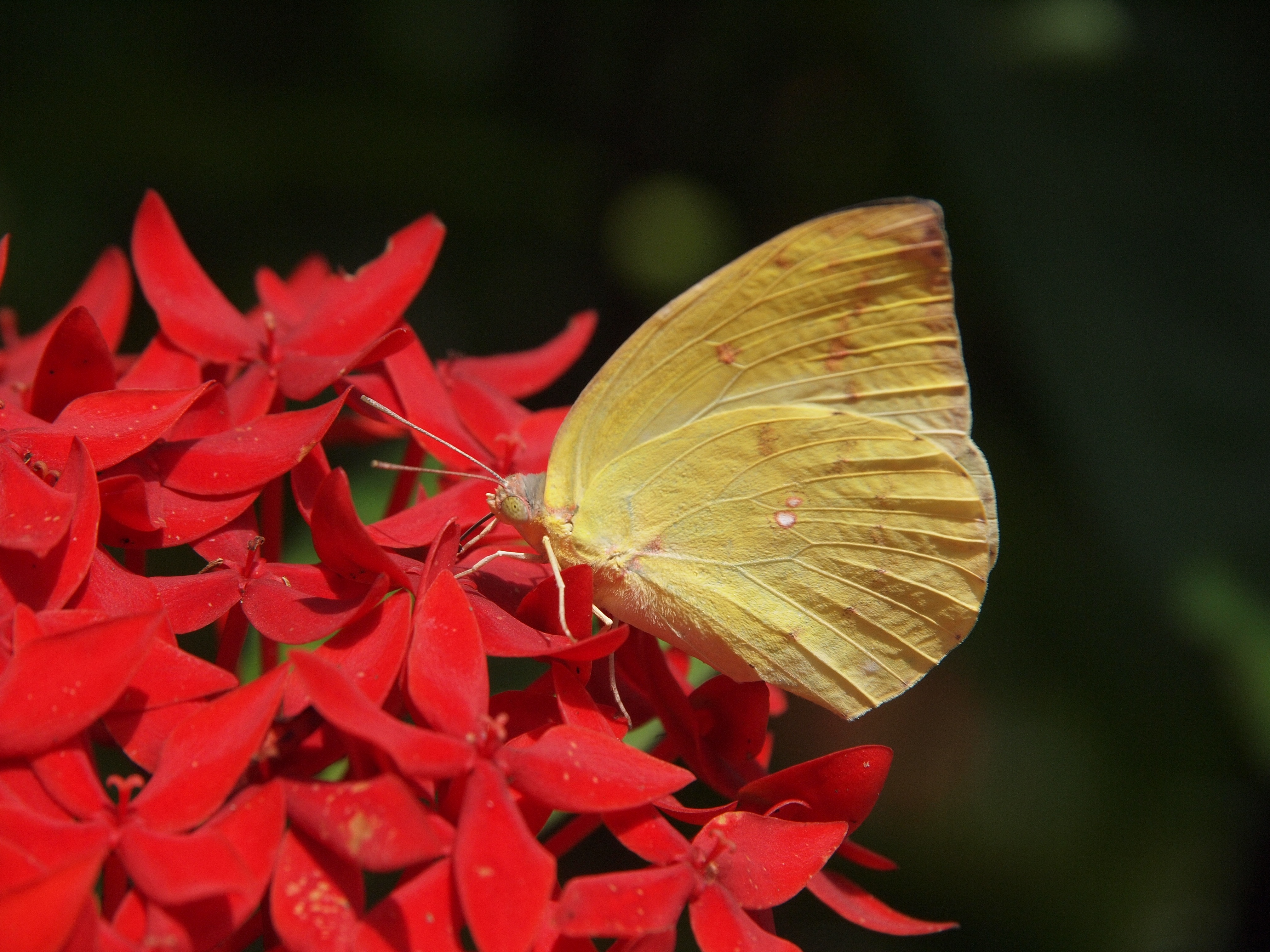 Цветок красные бабочки. Бабочка Цимотое Сангарис. Бабочка на цветке. Красная бабочка. Бабочка с красно-желтыми крыльями.