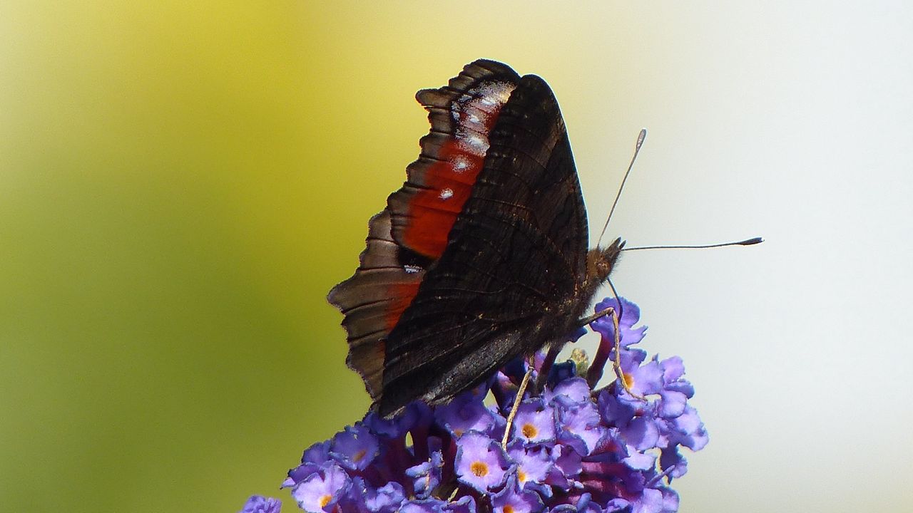 Обои бабочка, цветок, крылья, крупным планом