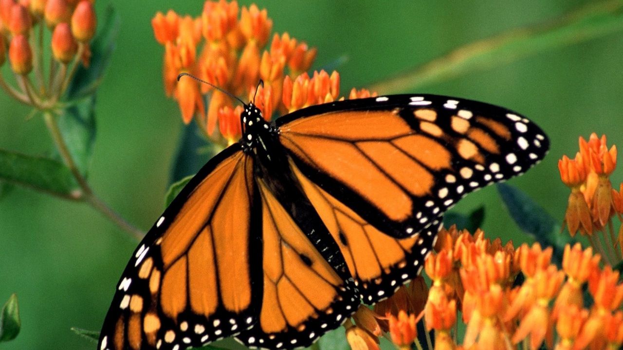 Обои бабочка, цветок, крылья, узоры