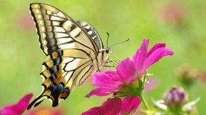 Превью обои бабочка, цветок, крылья, узор