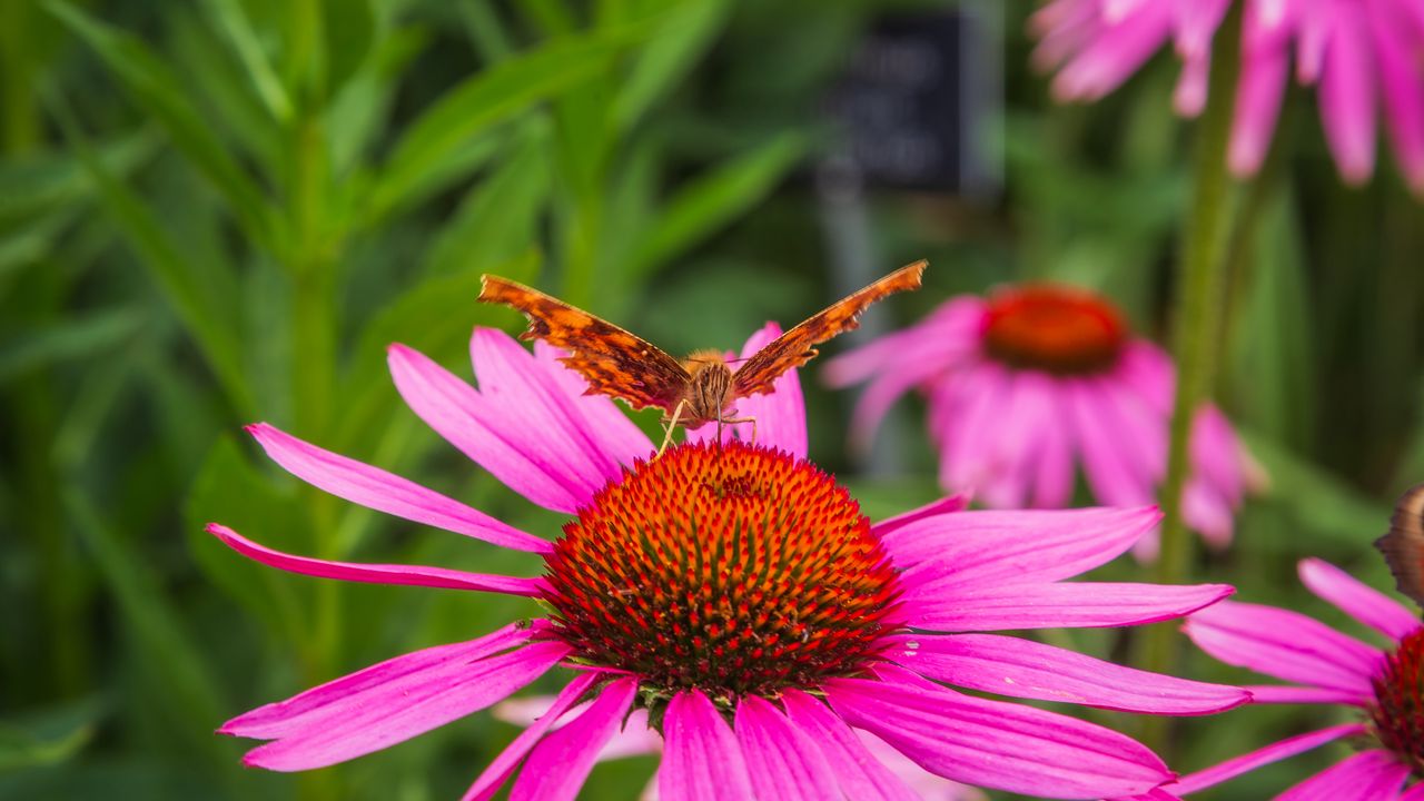Обои бабочка, цветок, лепестки, макро, пыльца
