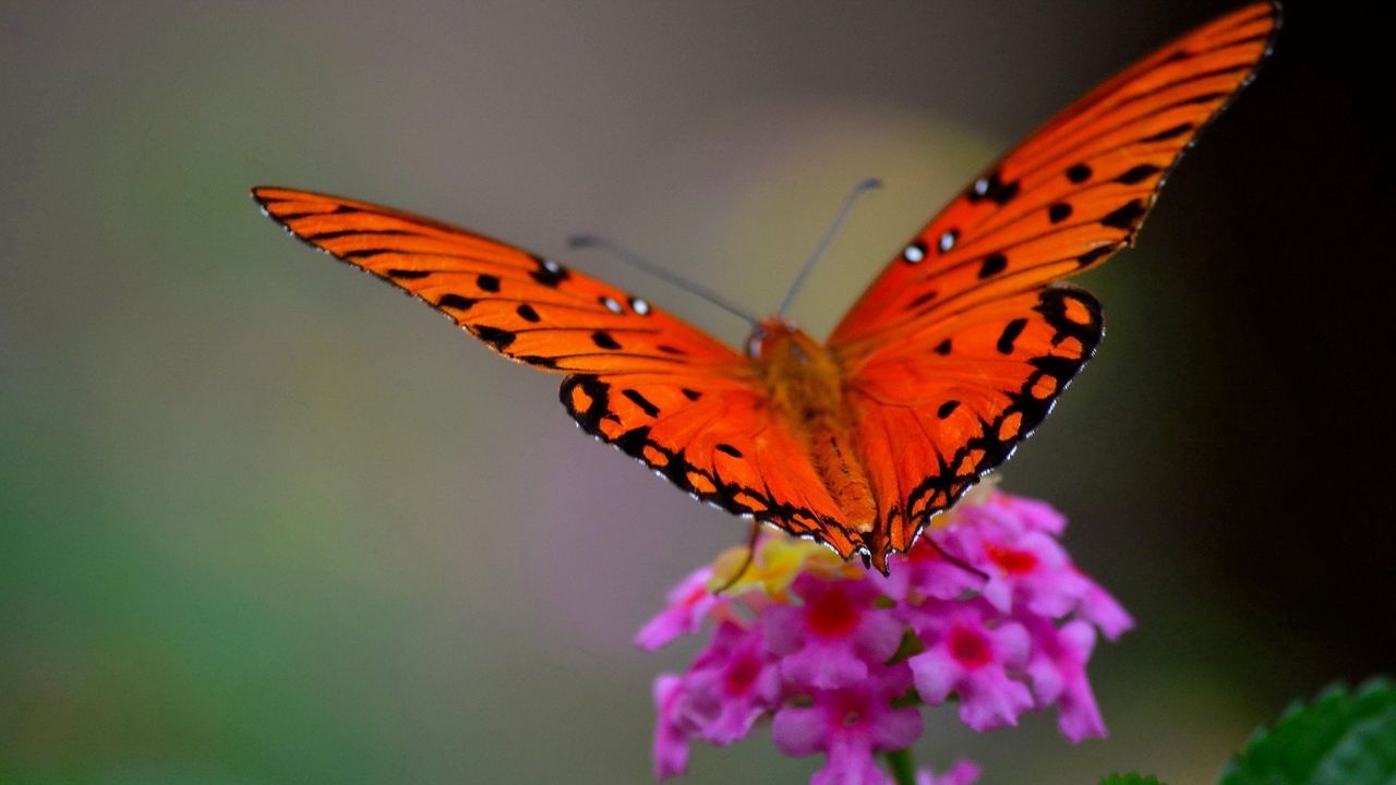 Обои бабочка, цветок, макро, лепестки, крылья