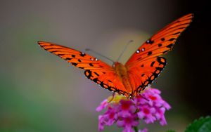 Превью обои бабочка, цветок, макро, лепестки, крылья