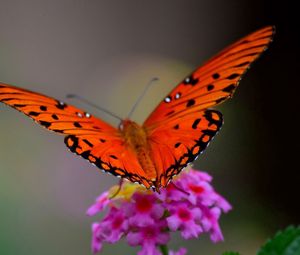 Превью обои бабочка, цветок, макро, лепестки, крылья