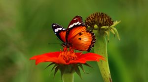 Превью обои бабочка, цветок, насекомое, макро, коричневый