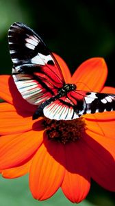 Превью обои бабочка, цветок, полет, крылья