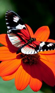 Превью обои бабочка, цветок, полет, крылья