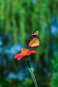 Превью обои бабочка, цветок, полет, красиво, смазано