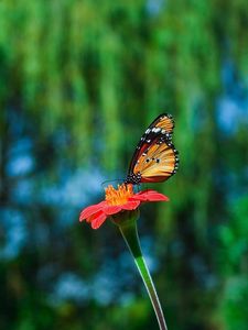 Превью обои бабочка, цветок, полет, красиво, смазано
