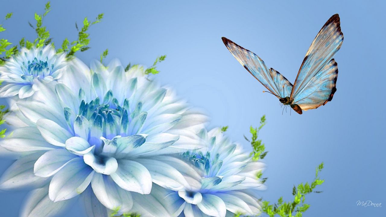 Обои бабочка, цветок, полет, макро