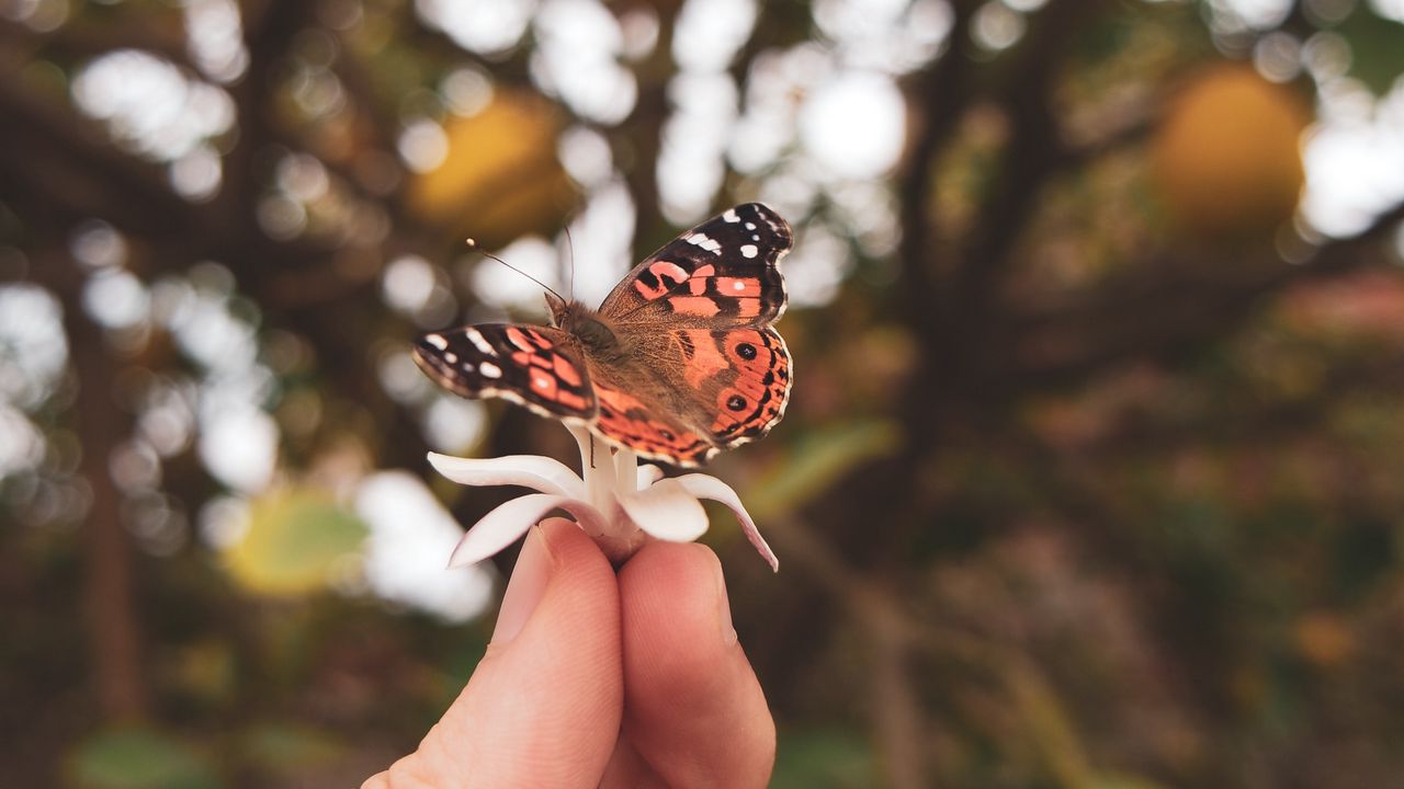 Обои бабочка, цветок, рука, пальцы