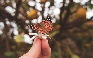 Превью обои бабочка, цветок, рука, пальцы
