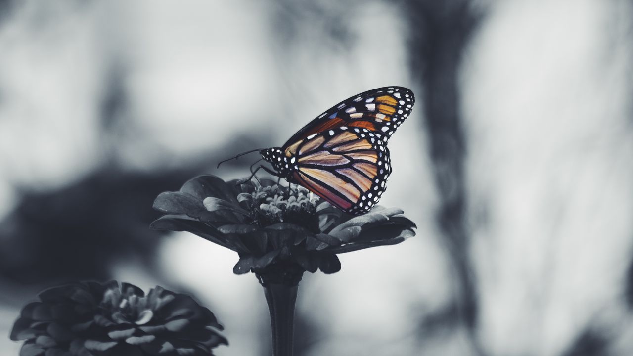 Обои бабочка, цветок, узоры, крылья