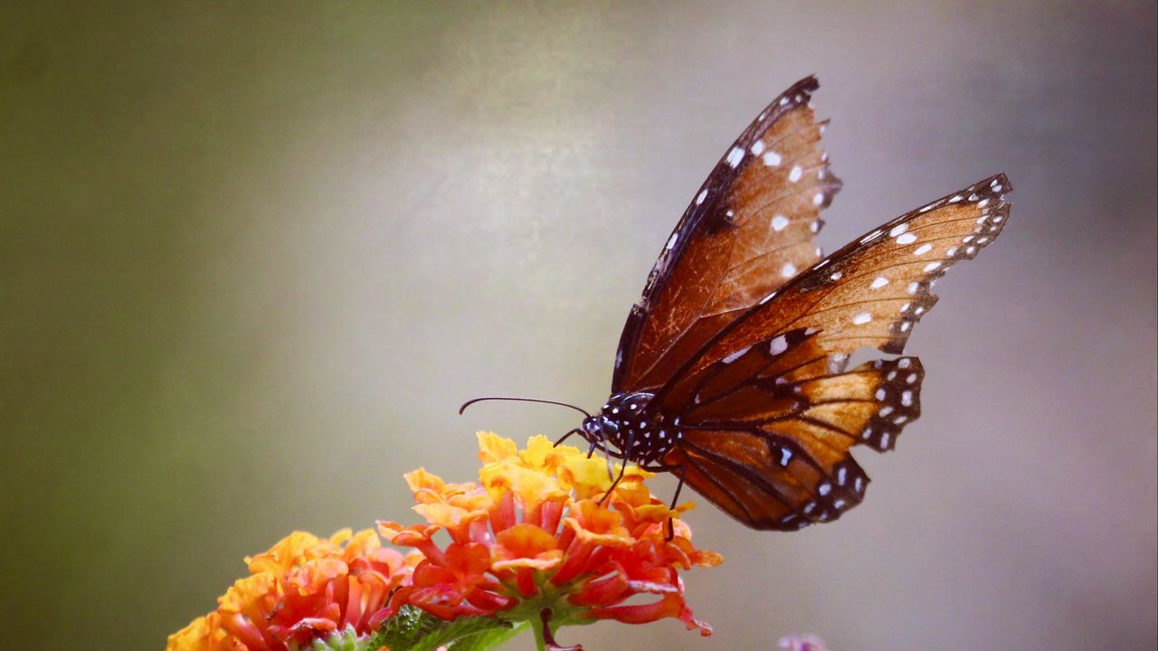 Обои бабочка, цветы, коричневый