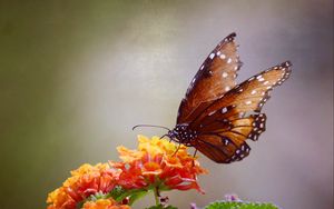 Превью обои бабочка, цветы, коричневый