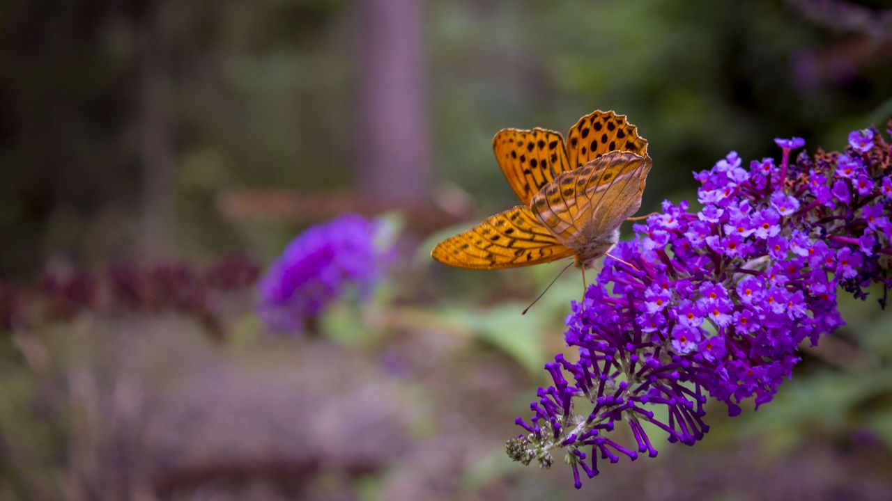 Обои бабочка, цветы, крылья
