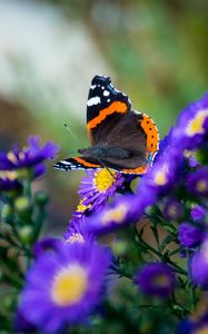 Превью обои бабочка, цветы, крылья, макро, насекомое