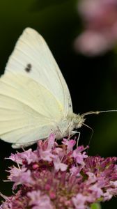 Превью обои бабочка, цветы, крылья, макро, блюр