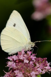Превью обои бабочка, цветы, крылья, макро, блюр