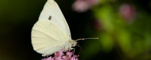 Превью обои бабочка, цветы, крылья, макро, блюр