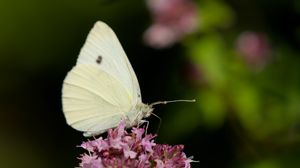 Превью обои бабочка, цветы, крылья, макро, блюр