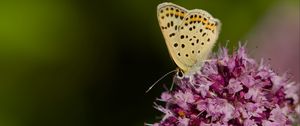 Превью обои бабочка, цветы, лепестки, макро, розовый