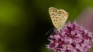 Превью обои бабочка, цветы, лепестки, макро, розовый