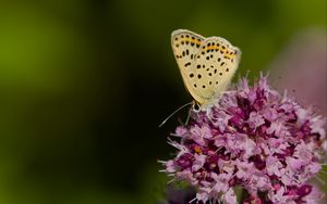 Превью обои бабочка, цветы, лепестки, макро, розовый