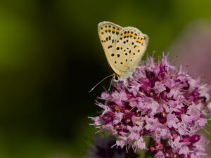 Превью обои бабочка, цветы, лепестки, макро, розовый