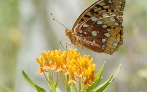 Превью обои бабочка, цветы, листья, лепестки, макро