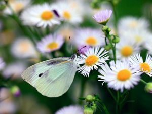 Превью обои бабочка, цветы, насекомое, ромашки, светлый