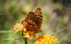 Превью обои бабочка, цветы, паутина, макро
