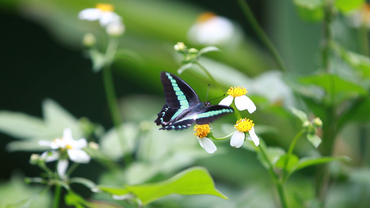 Обои бабочка, цветы, полет