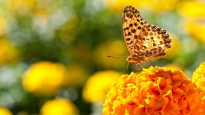 Превью обои бабочка, цветы, поверхность, крылья, свет