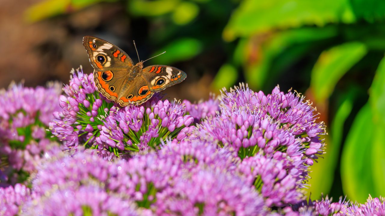 Обои бабочка, цветы, природа, макро, лето