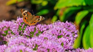 Превью обои бабочка, цветы, природа, макро, лето