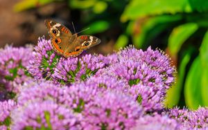 Превью обои бабочка, цветы, природа, макро, лето
