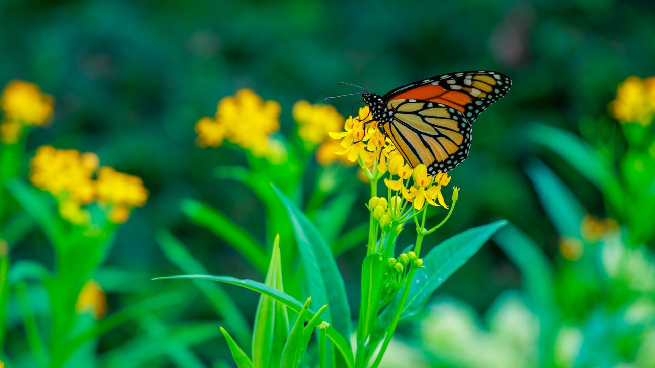 Обои бабочка, цветы, растения, листья, макро
