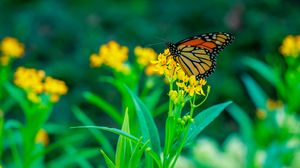 Превью обои бабочка, цветы, растения, листья, макро