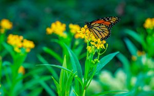 Превью обои бабочка, цветы, растения, листья, макро