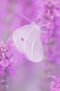 Превью обои бабочка, цветы, сиреневый
