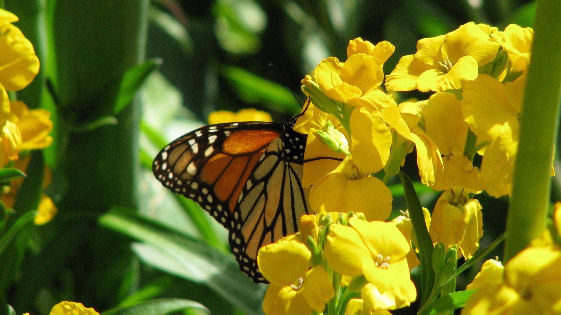 Желтая роза с бабочкой