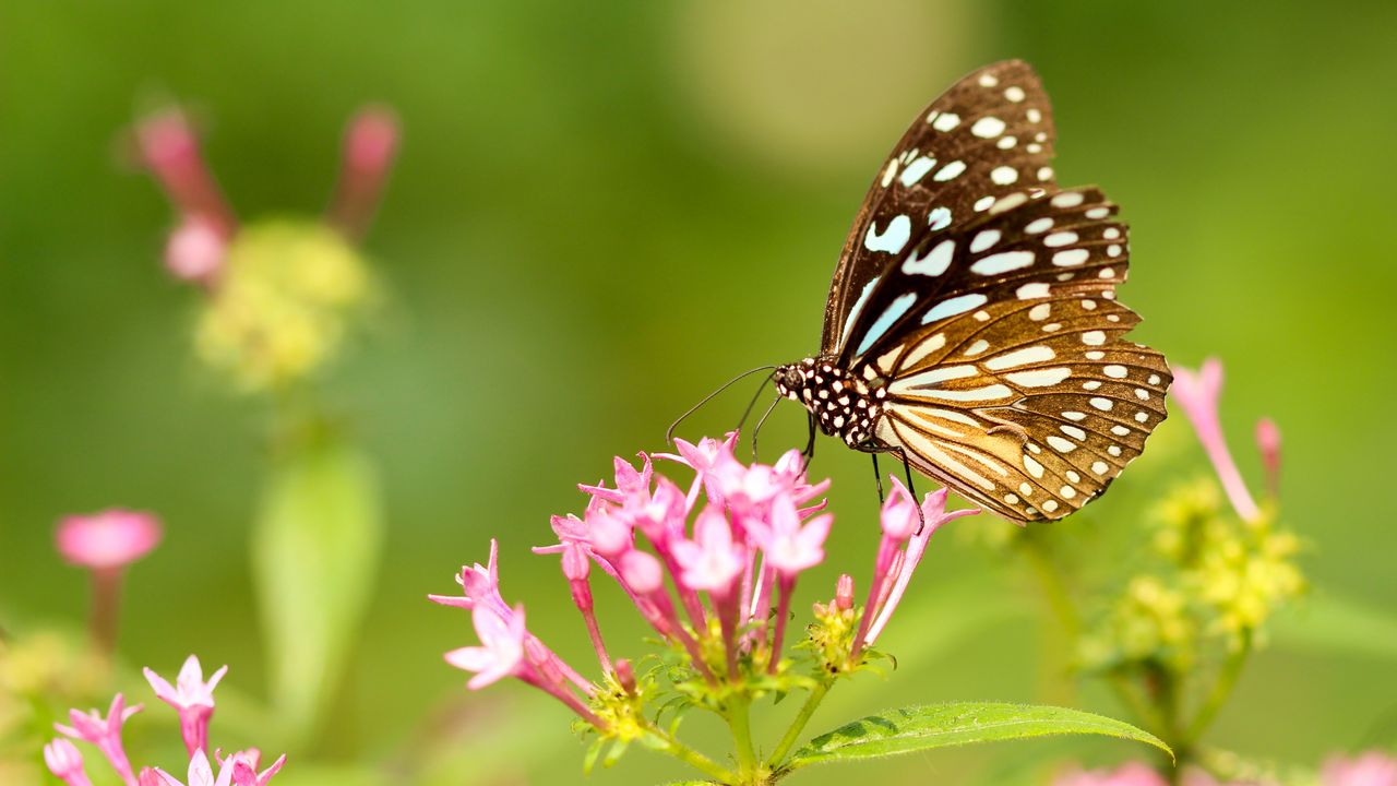 Обои бабочка, цветы, узоры, крылья
