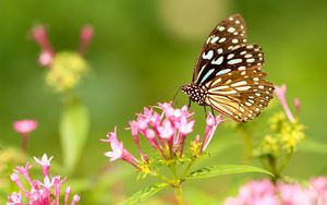 Превью обои бабочка, цветы, узоры, крылья