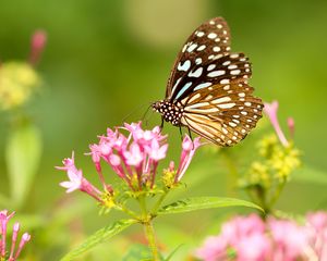 Превью обои бабочка, цветы, узоры, крылья