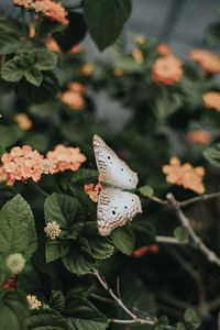 Превью обои бабочка, цветы, весна, листья
