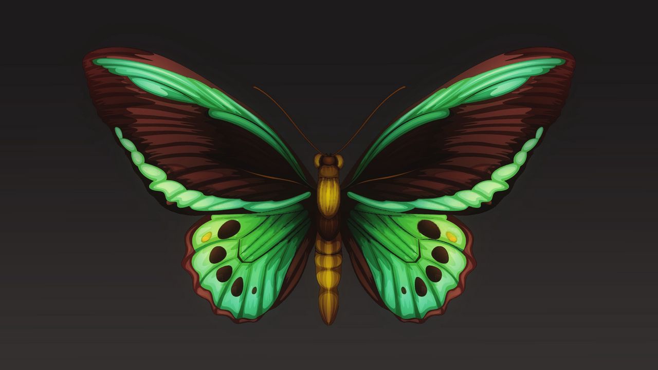 Обои бабочка, узоры, крылья, насекомое
