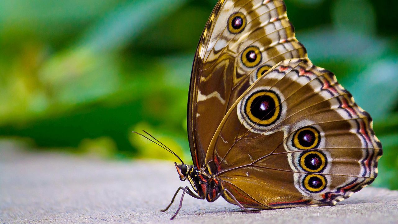 Обои бабочка, узоры, крылья, поверхность, насекомое